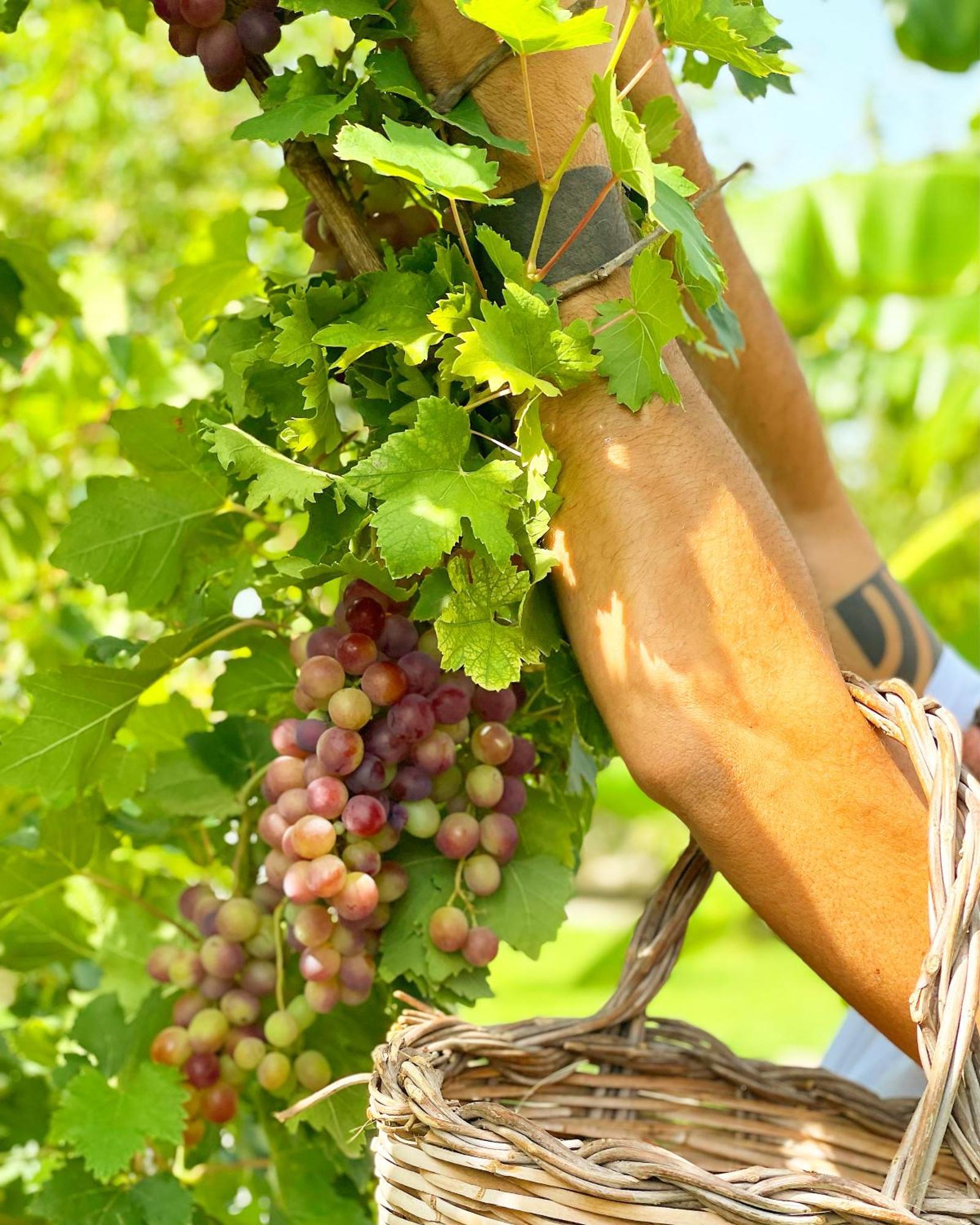 Masseria Vittoria Acaya Eksteriør billede